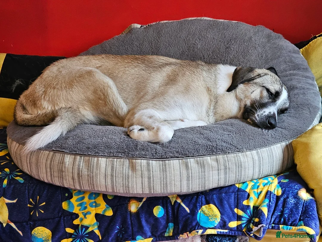 Mixed Breed dogs for adoption: Sadie - 1 Year Old, Anatolian Shepherd Mix in Milton Keynes - Advert 4