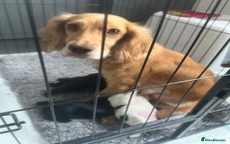 Cocker Spaniel dogs for sale: Kennel club working cocker spaniel pups  - Image 8