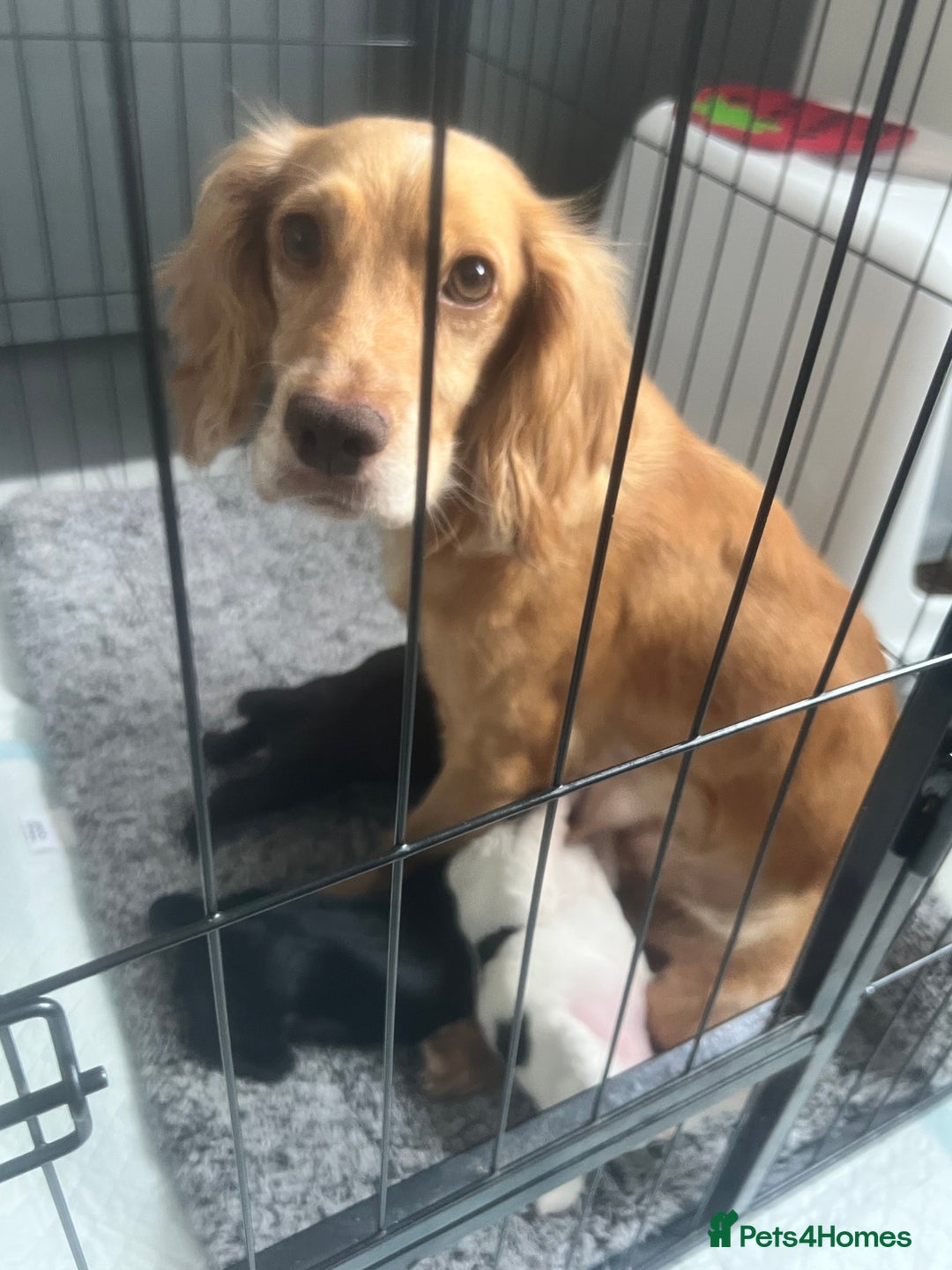 Cocker Spaniel dogs for sale: Kennel club working cocker spaniel pups  - Image 8