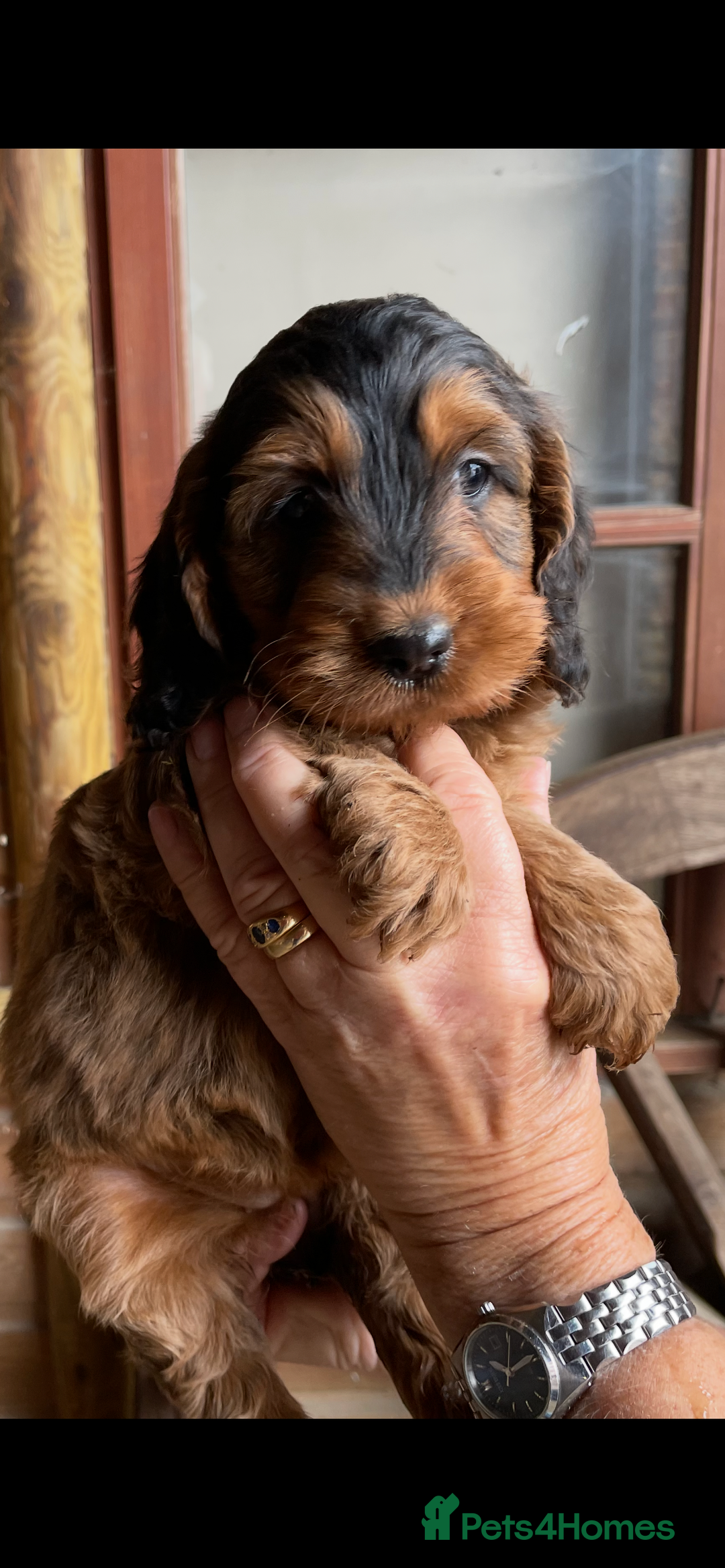 Cockapoo dogs for sale: COCKERPOOS HEALTH TESTED PARENTS - Image 8