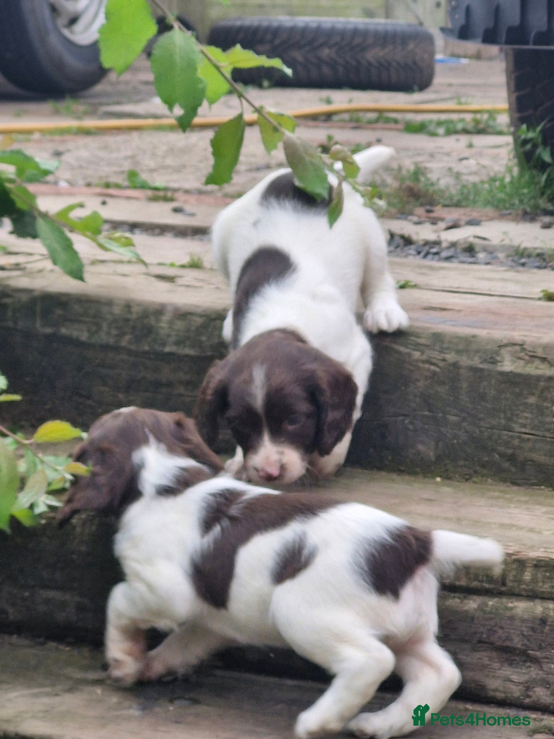 English Springer Spaniel dogs for sale: KC registered English Springer Spaniel - Image 20