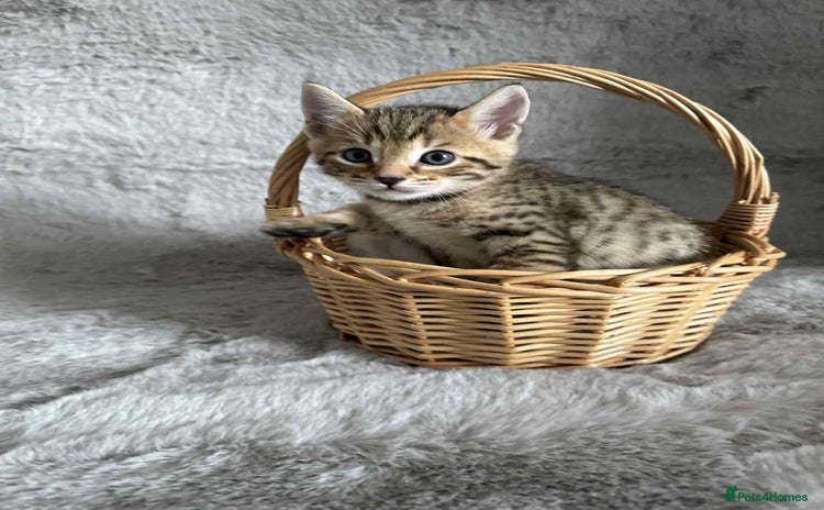 Bengal cats - Advert 3