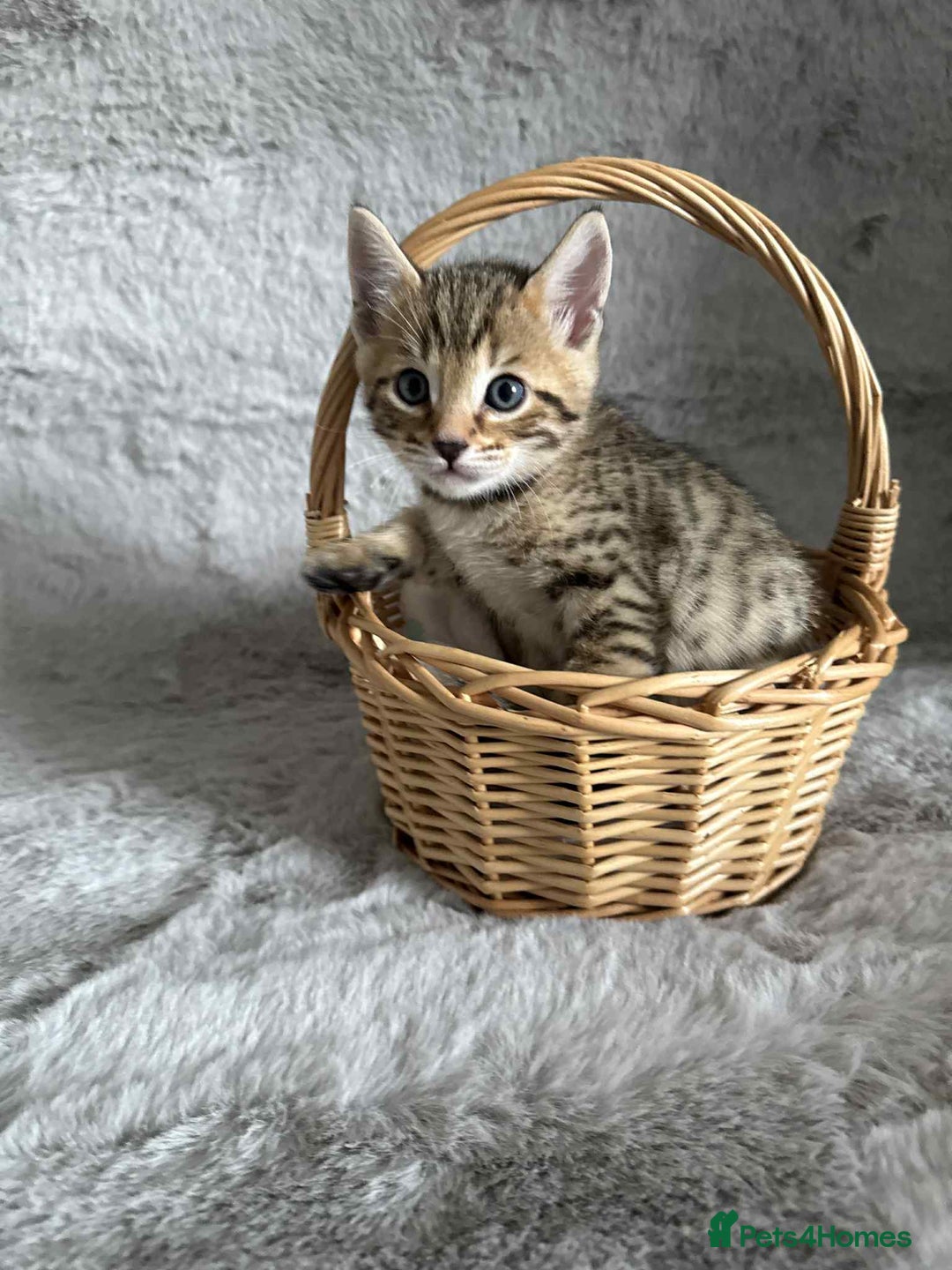 Bengal cats for sale: Stunning bengal kittens for sale to loving home - Image 1