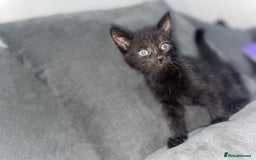 Mixed Breed cats for sale: I have 6 beautiful kittens  - Image 4