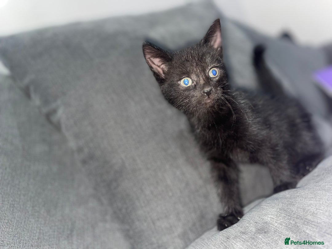 Mixed Breed cats for sale: I have 6 beautiful kittens  - Image 4