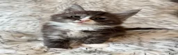 Maine Coon cats for sale: Champions - Bloodline Purebred Maine Coon Kittens - Advert 6