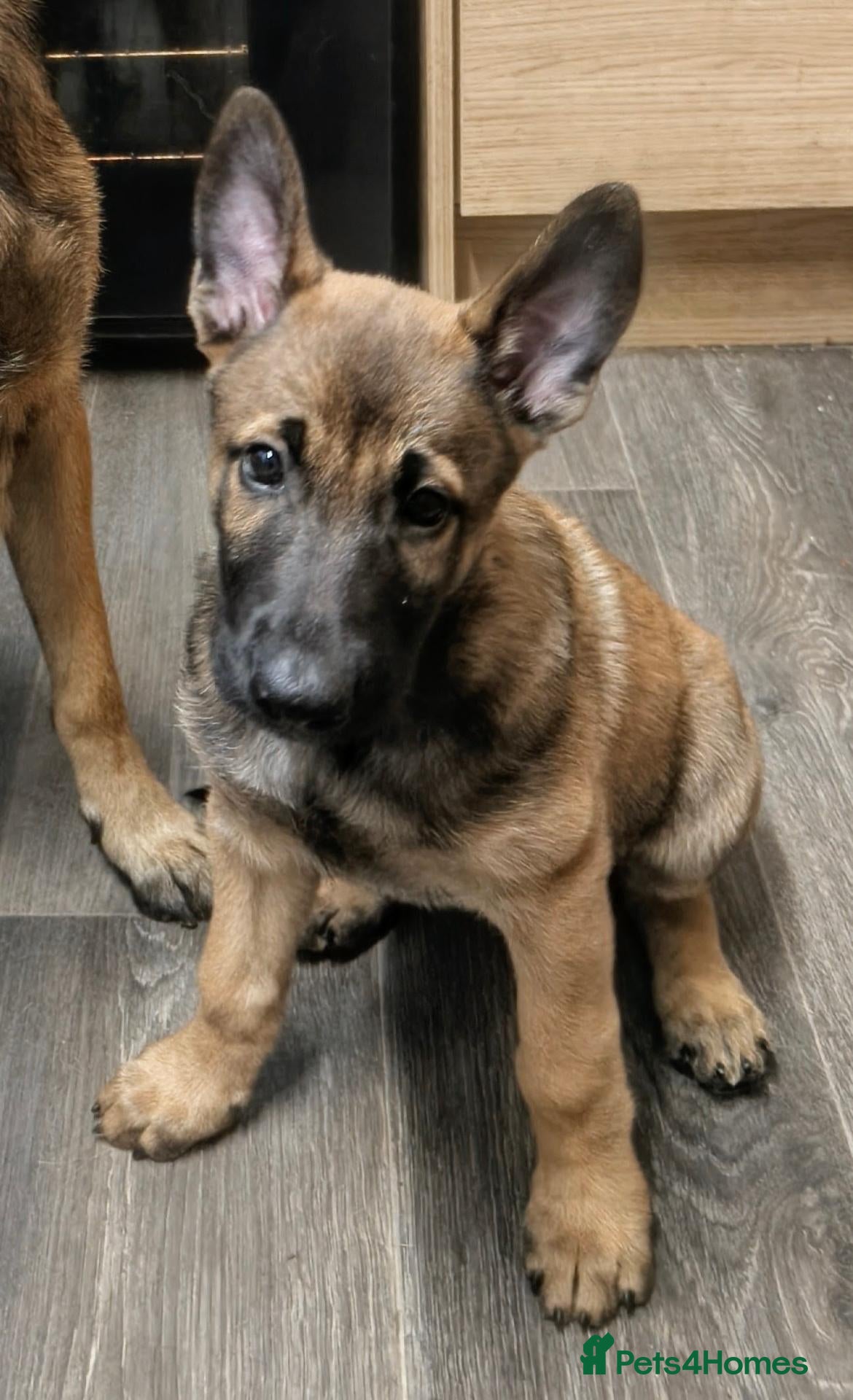 Belgian Shepherd Dog dogs “Belgian Shepherd /malinois Puppy–family Raised  - Advert 1