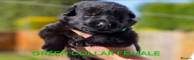 Green collar all black female puppy