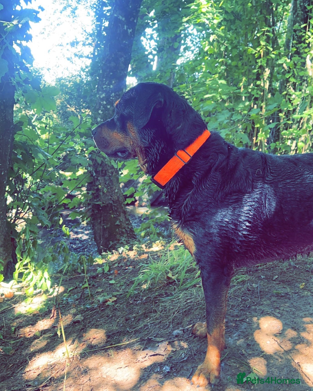 Rottweiler dogs for stud: Beautiful Rottweiler for stud  - Advert 5