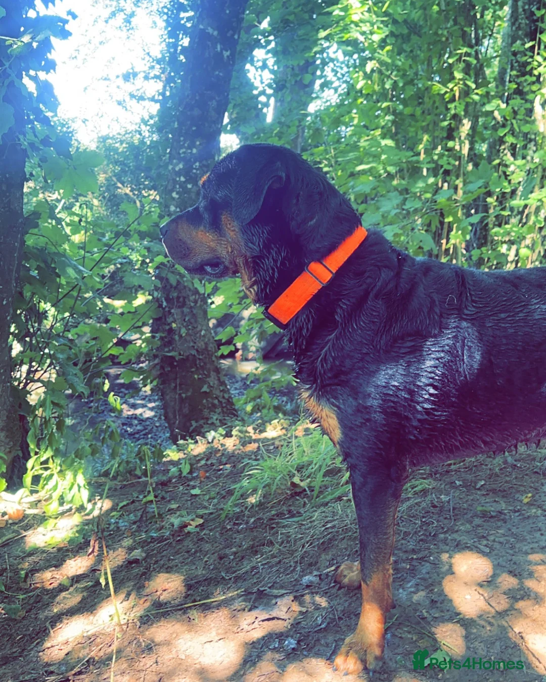 Rottweiler dogs for stud: Beautiful Rottweiler for stud  - Advert 5