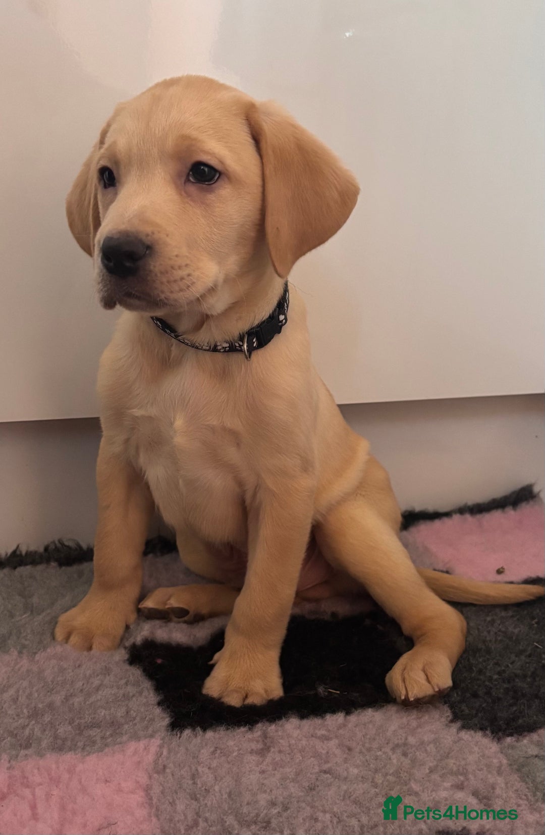 Labrador Retriever dogs for sale: Health tested pedigree labrador puppies - Advert 11