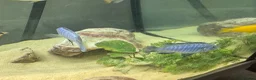 Cichlids fish for sale: Powder blue cichlids - Advert 4