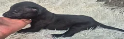 Presa Canario dogs for sale: Presa Canario Puppies ♥️ - Advert 6