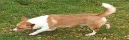 Portuguese Podengo dogs for adoption: Comet - Advert 4
