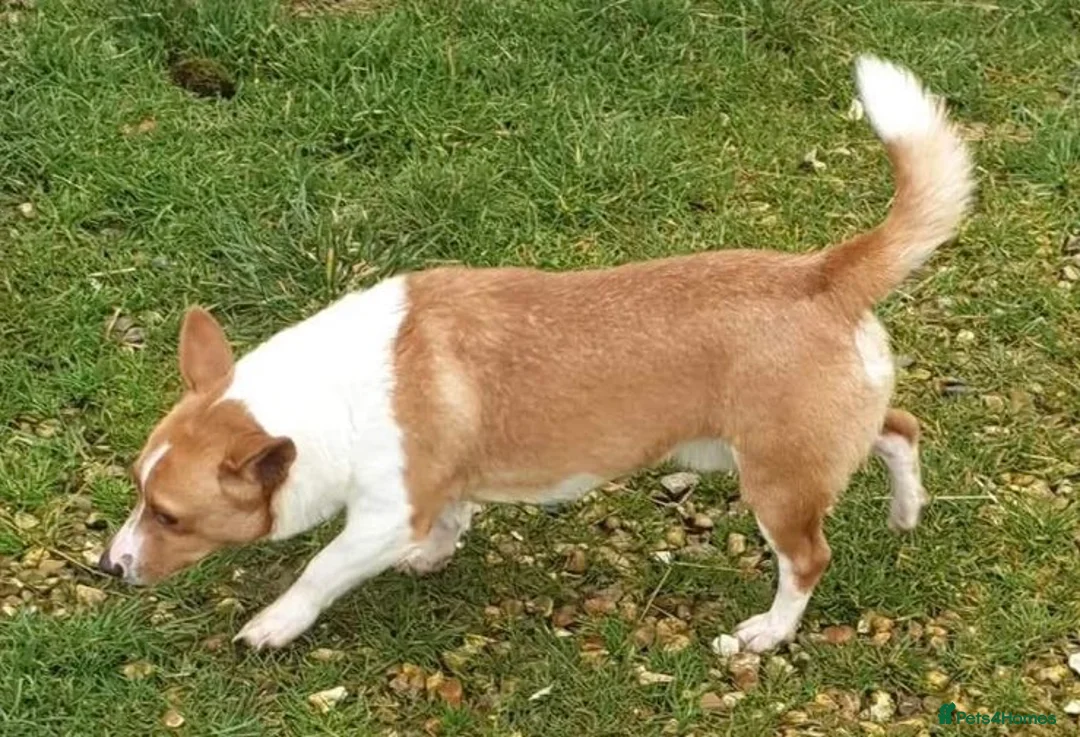 Portuguese Podengo dogs for adoption: Comet - Advert 4