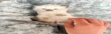 Ragdoll 2
