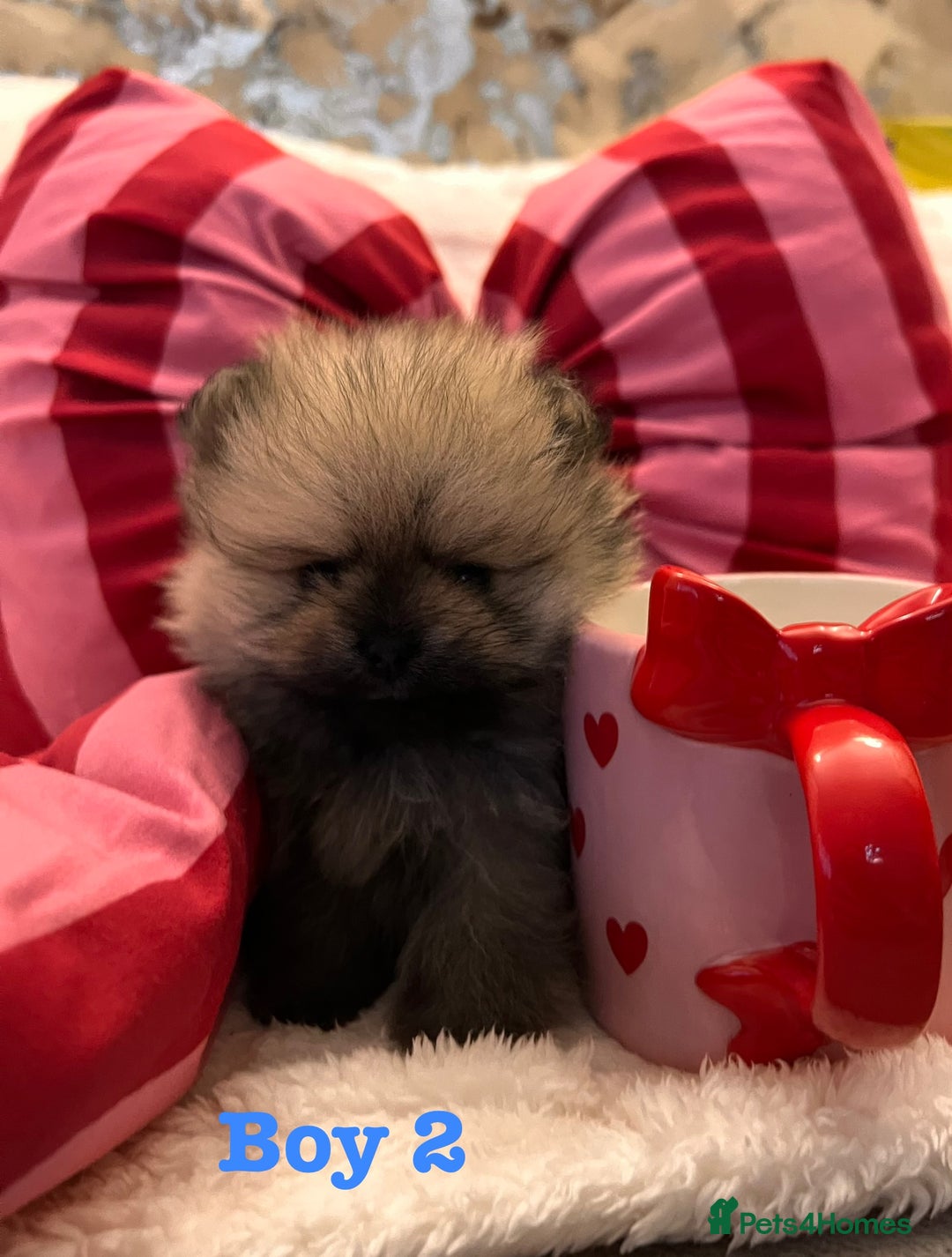 Pomeranian dogs for sale: Pomeranian Puppies looking for their new homes❤️ - Advert 8