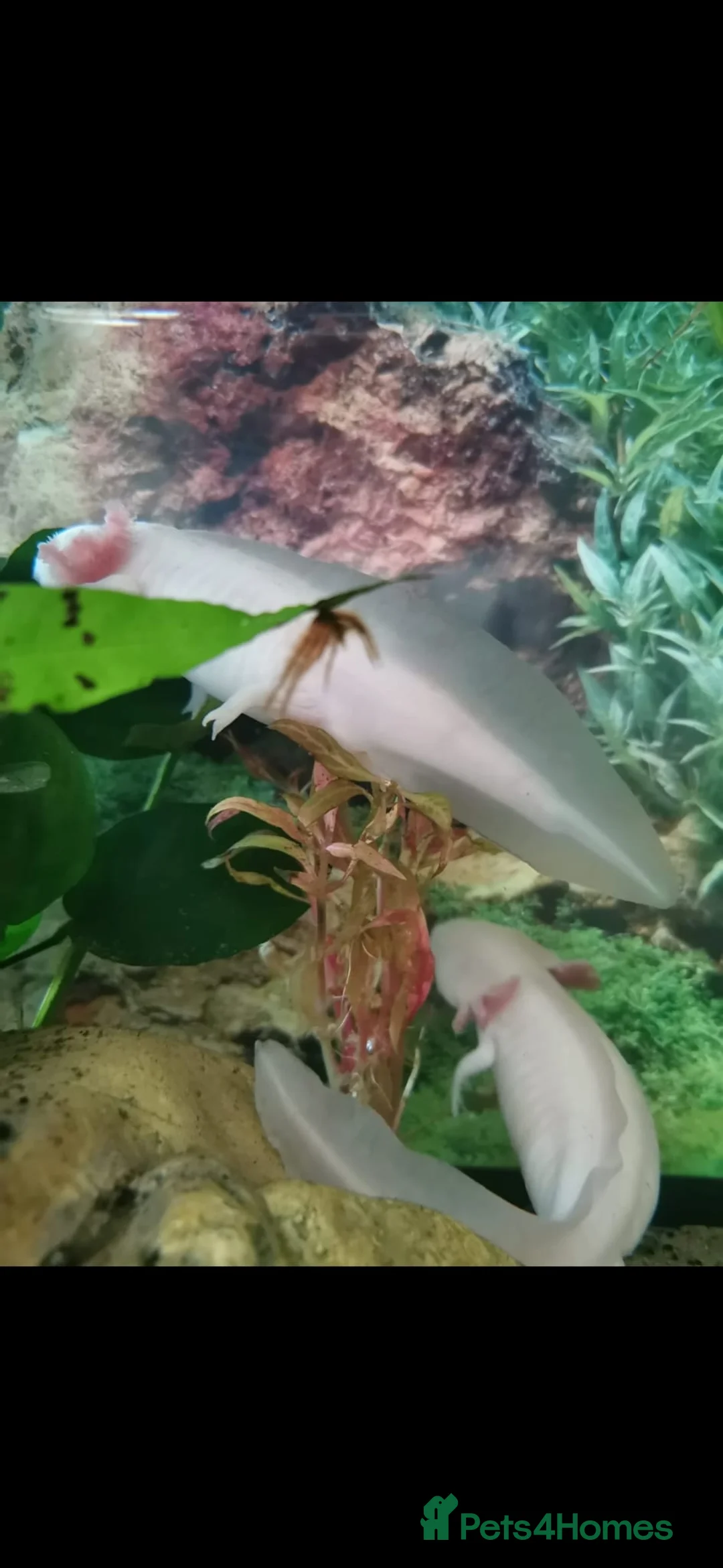 Axolotl reptiles for sale: 2 Axolotls plus set up in Stourbridge - Advert 4