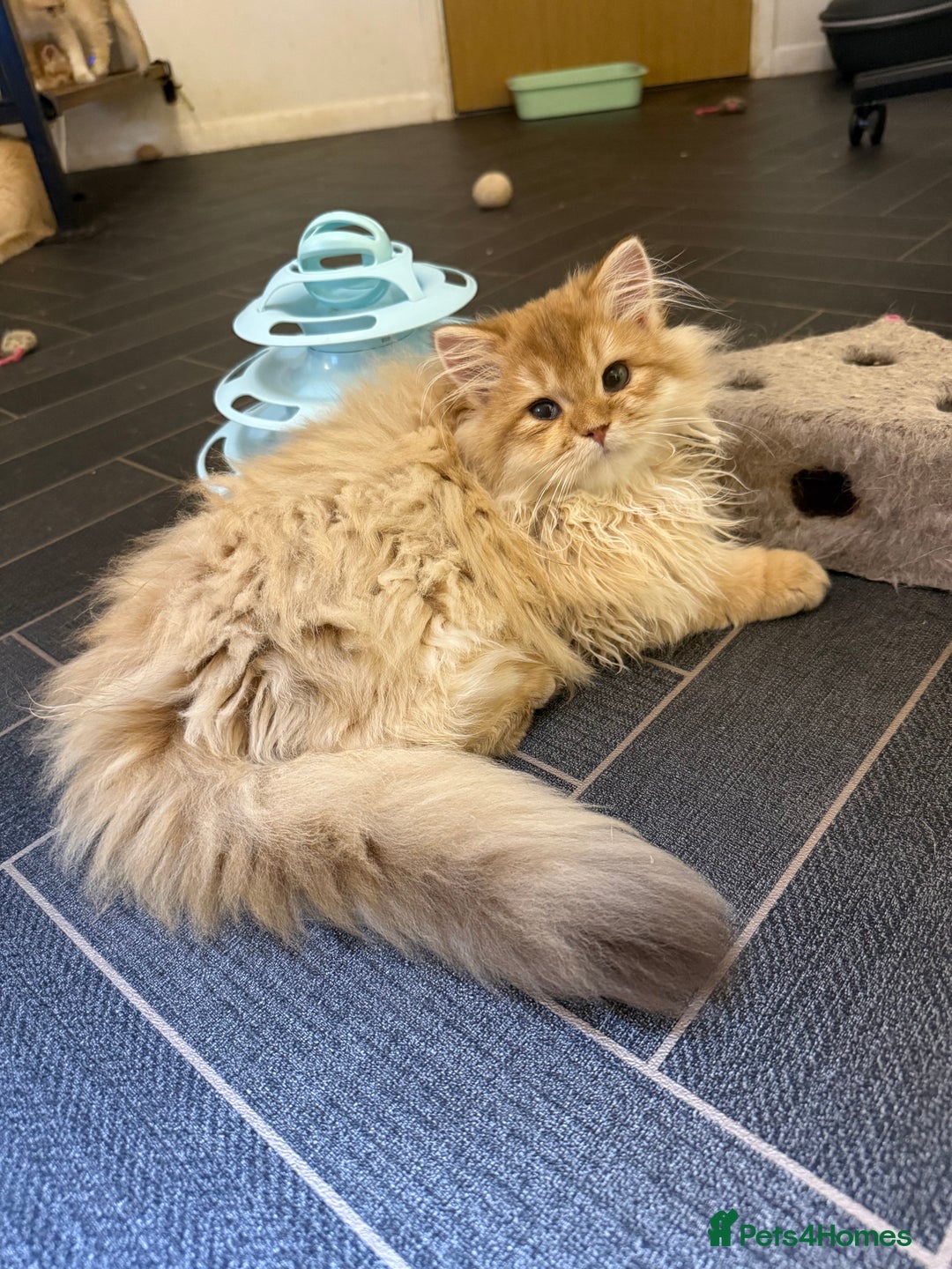 British Longhair cats for sale: GCCF reg BLH Last Chocolate Golden Male - Advert 1