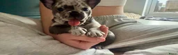 French Bulldog dogs for sale: French bulldogs Premium Quality, Home Raised, - Advert 7