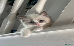 Ragdoll cats for sale: Aleksandra  - Image 1