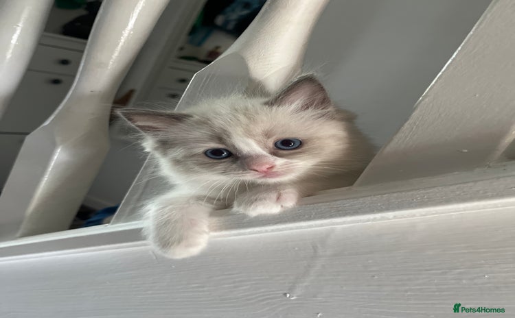 Ragdoll cats - Advert 1