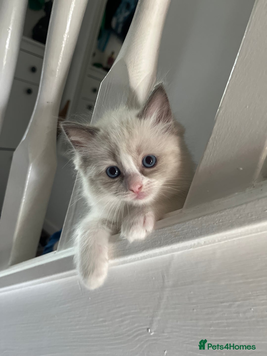 Ragdoll cats for sale: Aleksandra  - Image 1