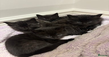 Mixed Breed cats - Advert 11