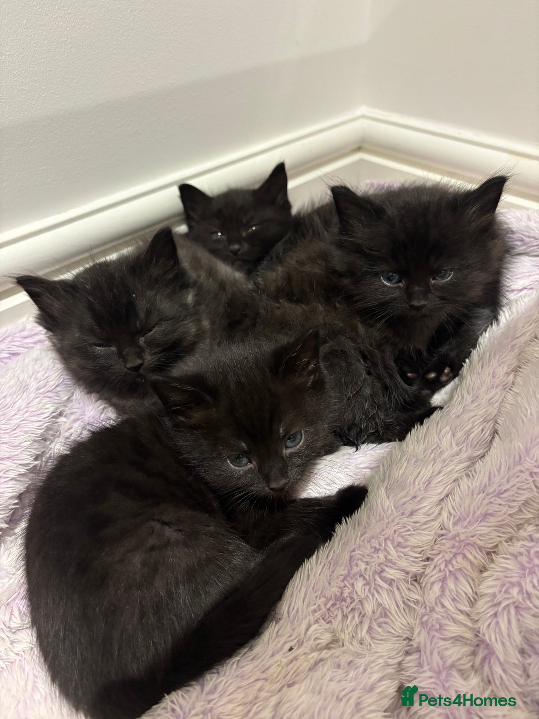 Mixed Breed cats for sale: 4 black fluff balls  - Image 2