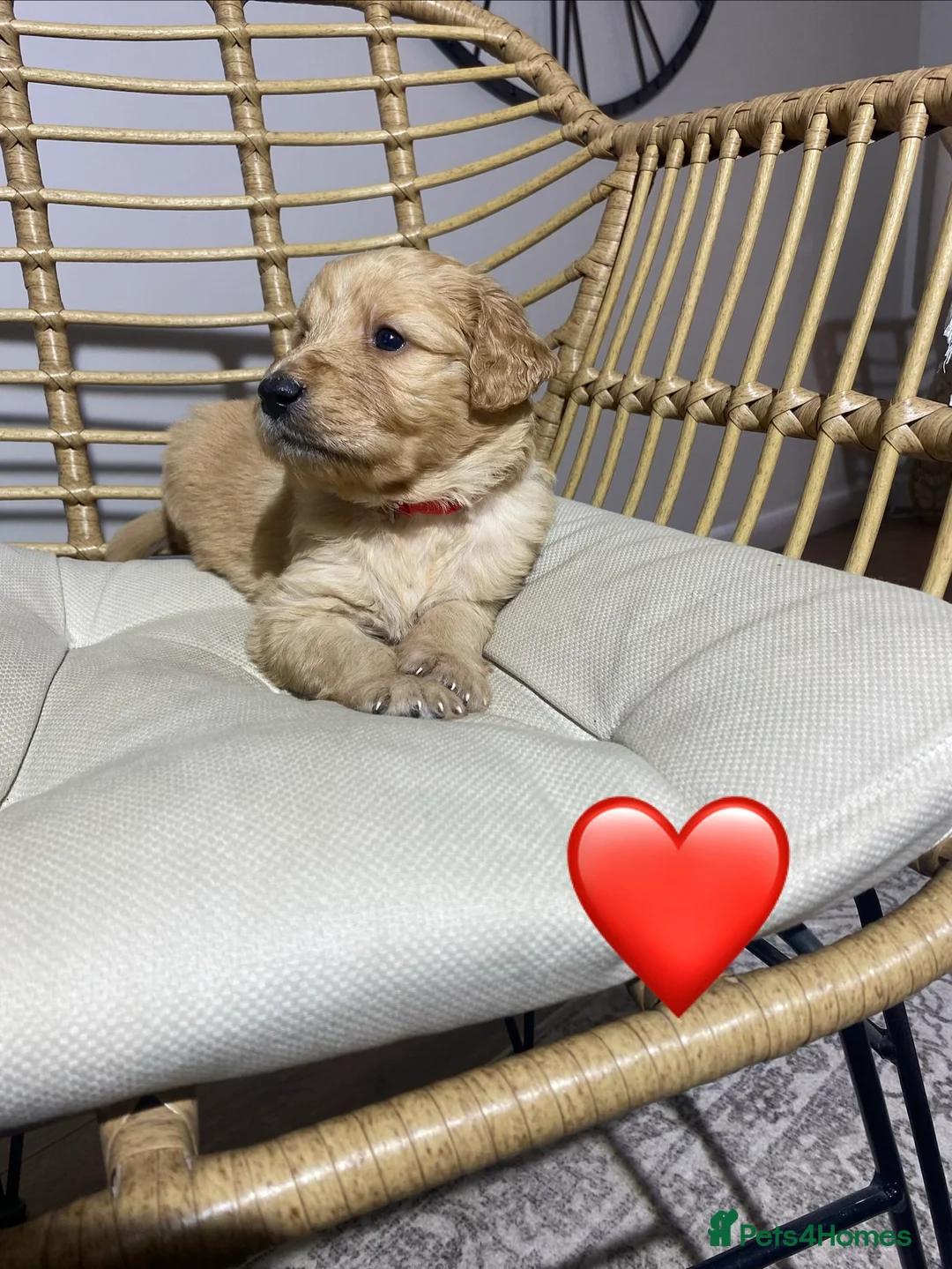 Goldendoodle dogs for sale: F1 Goldendoodles 🖤💛 - Advert 22