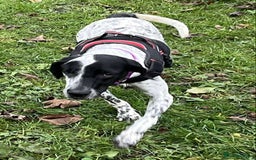 Mixed Breed dogs for adoption: Zara needs a loving home  - Advert 5
