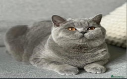 British Shorthair cats for sale: Champion queen GCCF ACTIVE - Image 1