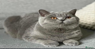 British Shorthair cats - Advert 13