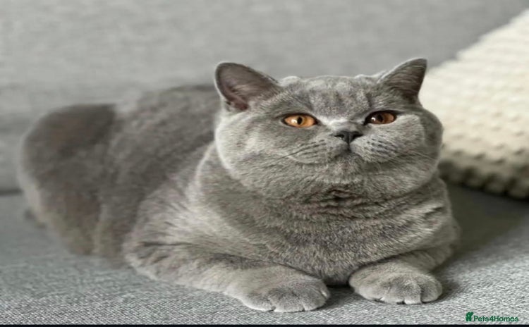 British Shorthair cats - Advert 2