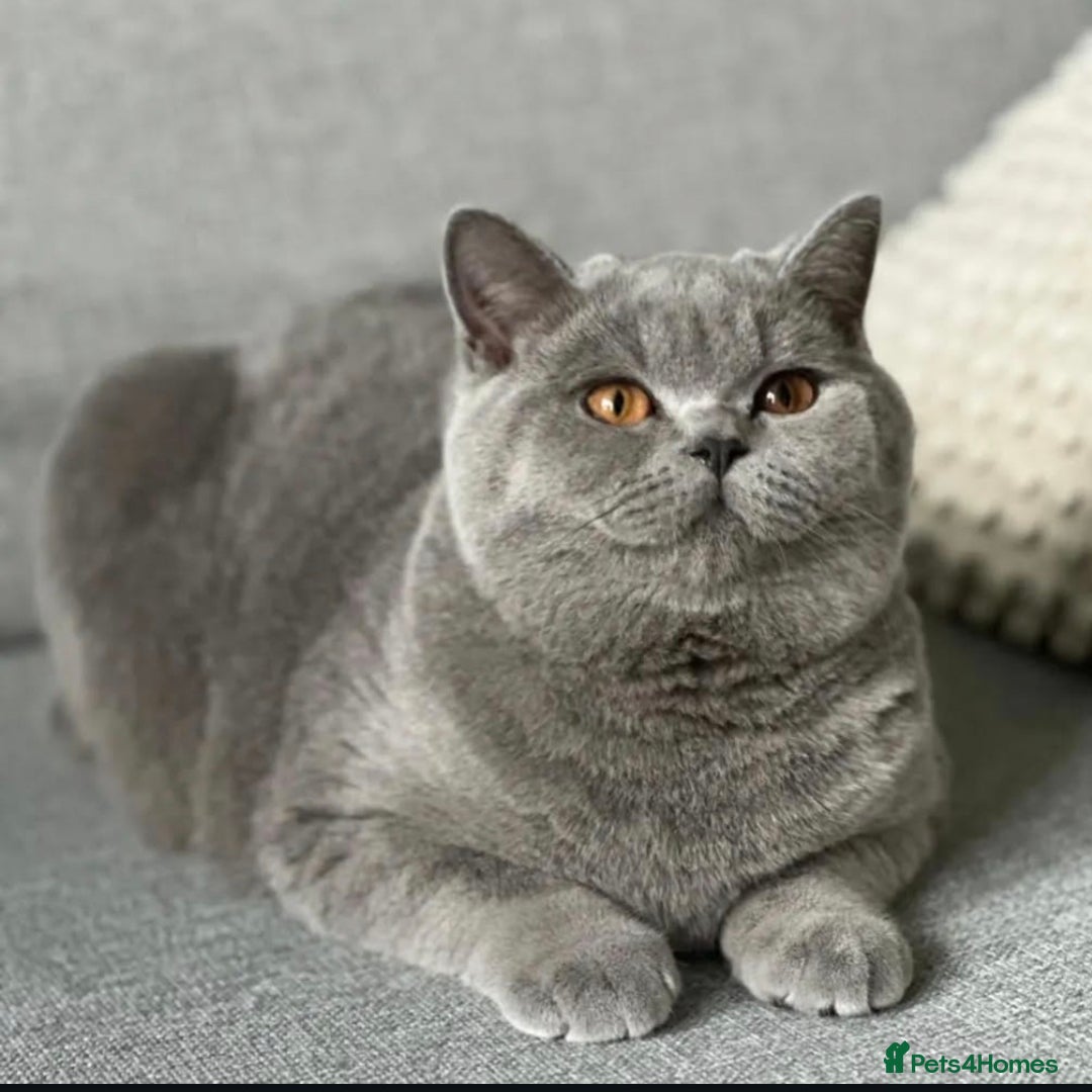 British Shorthair cats for sale: Champion queen GCCF ACTIVE - Image 1