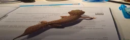Leopard Gecko reptiles for sale: Albino Leopard Gecko in Salisbury - Advert 4