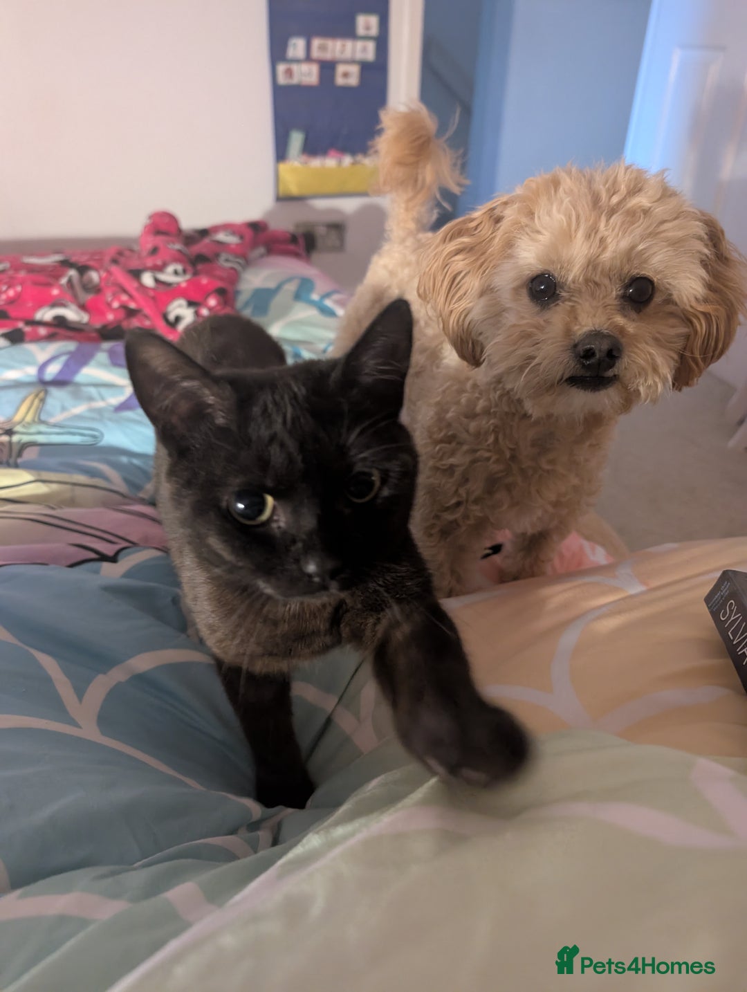 Domestic Shorthair cats for sale: Olaf and stitch need a new home  - Image 5