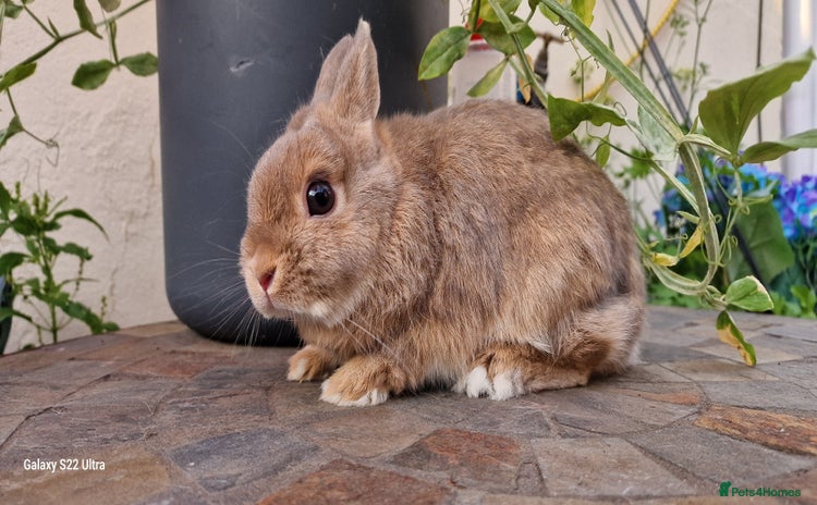 Netherland Dwarf rabbits - Advert 4