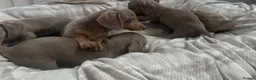 Miniature Dachshund dogs for sale: Miniature Dutch hound puppies - Advert 8