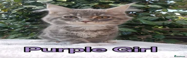 Purple Girl 