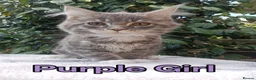 Maine Coon cats for sale: Maine Coon kittens "Pureee Love" - Advert 9