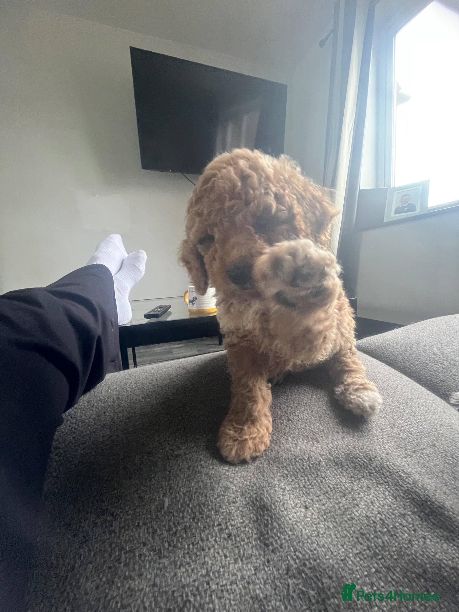 Mixed Breed dogs for sale: F1 Labradoodle/cockapoo Mix ❤️  - Advert 7