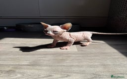 Sphynx cats for sale: Stunning blue point female - Image 1
