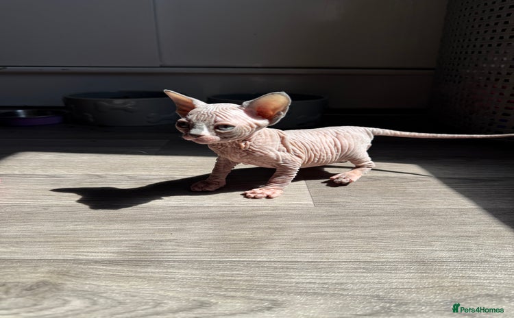 Sphynx cats - Advert 14