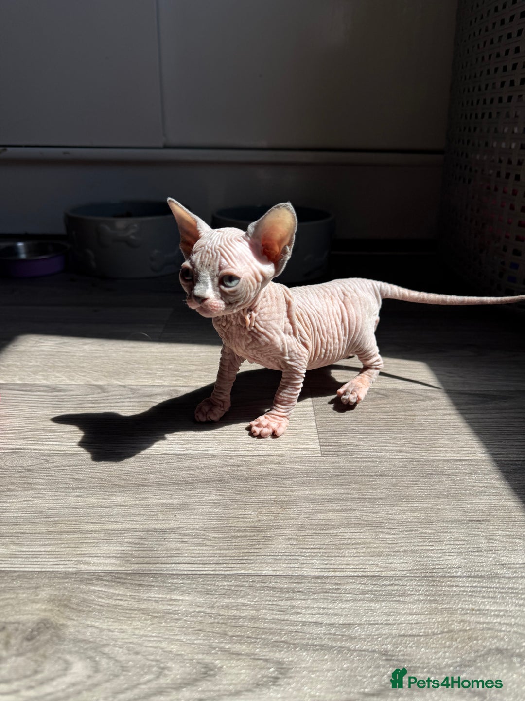 Sphynx cats for sale: Stunning blue point female - Image 1