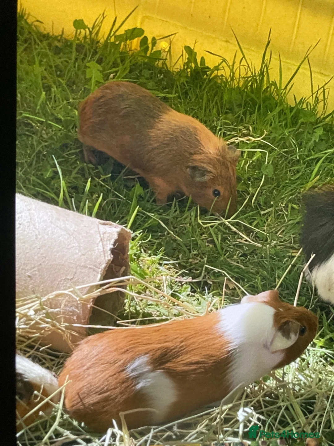 Guinea Pig rodents for sale: 2 gorgeous male guinea pigs  in Bedale - Advert 1