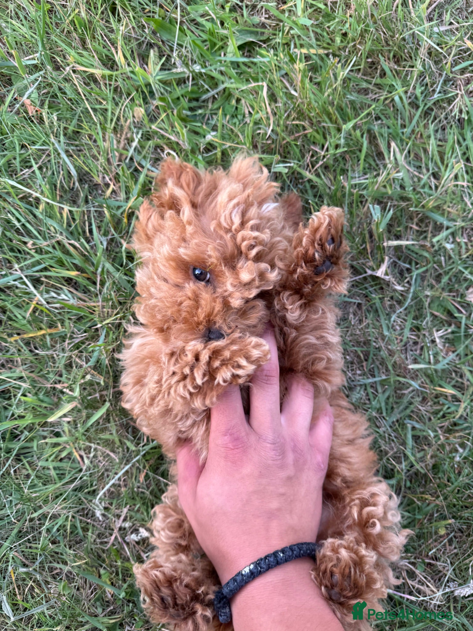 Toy Poodle dogs Only 2 Asian Toy Poodle Puppies Left –Ready Now 🐾 - Advert 1
