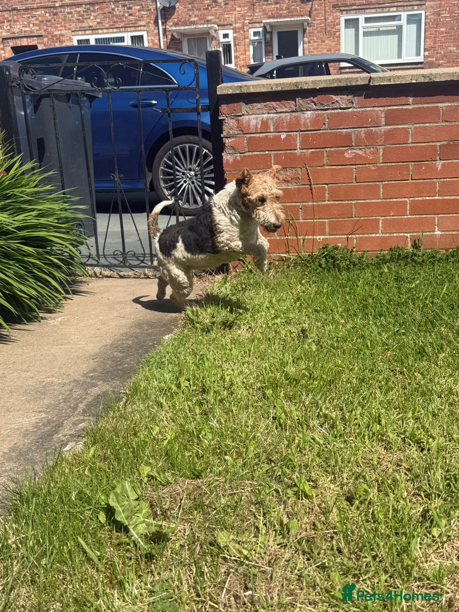 Fox Terrier dogs KC 2 year old girl fox terrier  - Advert 13