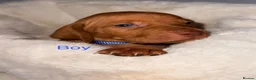 Hungarian Vizsla dogs for sale: Hungarian Vizsla Puppies  - Advert 12