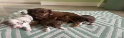 Chihuahua dogs for sale: 2 girls 1 boy  - Advert 4